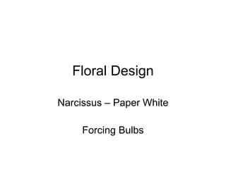 Floral Design Narcissus – Paper White Forcing Bulbs 