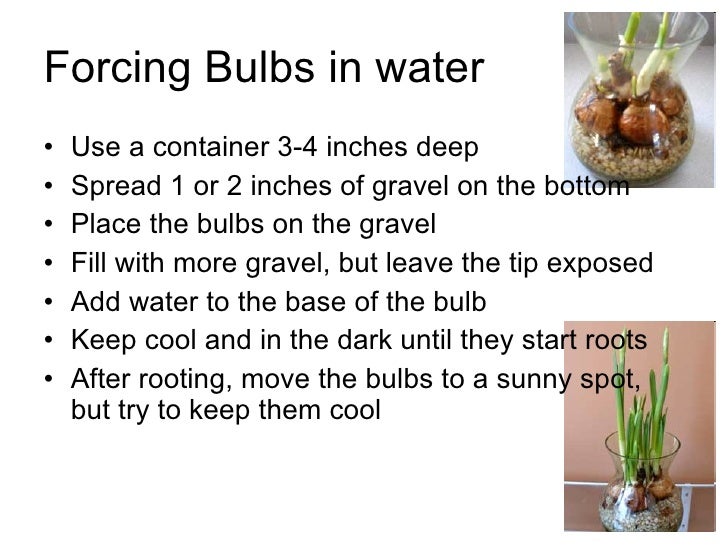 11 19 Forcing Bulbs