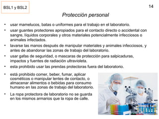 14
Protección personal
• usar mamelucos, batas o uniformes para el trabajo en el laboratorio.
• usar guantes protectores apropiados para el contacto directo o accidental con
sangre, líquidos corporales y otros materiales potencialmente infecciosos o
animales infectados.
• lavarse las manos después de manipular materiales y animales infecciosos, y
antes de abandonar las zonas de trabajo del laboratorio.
• usar gafas de seguridad, o mascaras de protección para salpicaduras,
impactos y fuentes de radiación ultravioleta.
• esta prohibido usar las prendas protectoras fuera del laboratorio.
• está prohibido comer, beber, fumar, aplicar
cosméticos o manipular lentes de contacto, o
almacenar alimentos o bebidas para consumo
humano en las zonas de trabajo del laboratorio.
• La ropa protectora de laboratorio no se guarda
en los mismos armarios que la ropa de calle.
BSL1 y BSL2
 