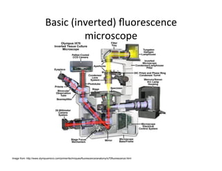 Image from: http://www.olympusmicro.com/primer/techniques/fluorescence/anatomy/ix70fluorescence.html
 