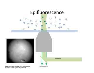 Excitation In




Image from: Zheng-Xing et al. ACTA BIOCHIMICA et   Fluorescence Out
BIOPHYSICA SINICA. 2003, 35(4): 381-386
 
