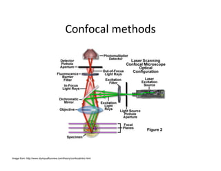 Image from: http://www.olympusfluoview.com/theory/confocalintro.html
 
