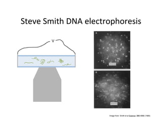 V




    Image from: Smith et al Science. 243 4888 (1989)
 