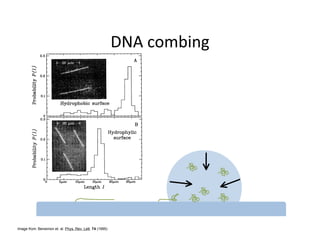 Image from: Bensimon et. al. Phys. Rev. Lett. 74 (1995)
 