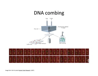 Image from: Kim & Larson Nucleic Acids Research. (2007)
 