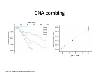 Image from: Kim & Larson Nucleic Acids Research. (2007)
 