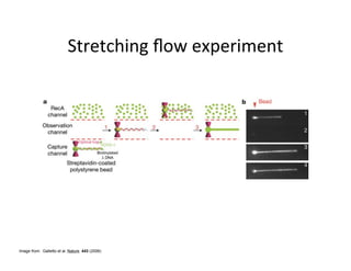 Image from: Galletto et al. Nature. 443 (2006)
 