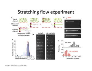Image from: Galletto et al. Nature. 443 (2006)
 