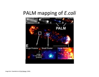 Image from: Greenfield et al PLoS Biology. (2009)
 