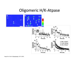 Image from: Abe et al Biochemistry. 42:51 (2003)
 
