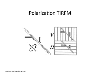 Image from: Sase et al PNAS. 94 (1997)
 