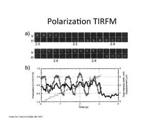 Image from: Sase et al PNAS. 94 (1997)
 