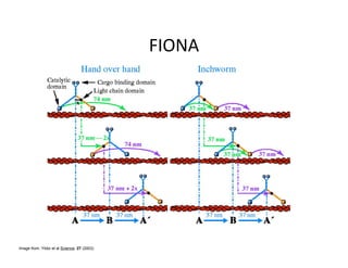 Image from: Yildiz et al Science. 27 (2003)
 