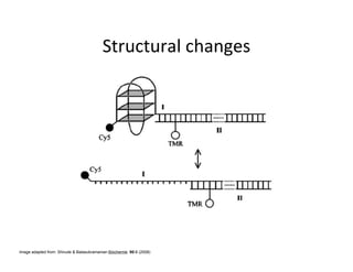 Image adapted from: Shirude & Balasubramanian Biochemie. 90:8 (2008)
 