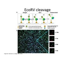 Image from: Reinhard et. al. PNAS. 104:8 (2006)
 