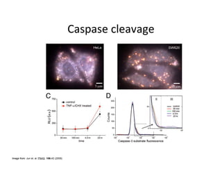 Image from: Jun et. al. PNAS. 106:42 (2009)
 