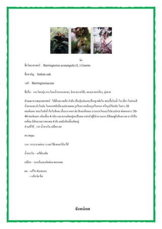 จิก
ชื่อวิทยาศาสตร์ : Barringtonia acutangula (L.) Garetn.
ชื่อสามัญ : Indian oak
วงศ์ : Barringtoniaceae
ชื่ออื่น : กระโดนทุ่ง กระโดนน้า(หนองคาย), จิกนา(ภาคใต้), ตอง(ภาคเหนือ), มุ่ยลาย
ลักษณะทางพฤกษศาสตร์ : ไม้ต้นขนาดเล็ก ลาต้น เป็นปุ่มปมและเป็นพู ผลัดใบ ชอบขึ้นริมน้า ใบ เดี่ยว ใบอ่อนสี
น้าตาลแดง ผิวใบมัน ใบออกสลับถี่ตามปลายยอด รูปใบยาวเหมือนรูปใบหอก หรือรูปไข่กลับ ใบยาว 30
เซนติเมตร ขอบใบจักถี่ ก้นใบสีแดง สั้นมาก ดอก ช่อ สีแดงห้อยลง บานจากโคนลงไปทางปลาย ช่อดอกยาว 30-
40 เซนติเมตร กลีบเลี้ยง 4 กลีบ และจะคงติดอยู่จนเป็นผล เกสรตัวผู้มีจานวนมาก มีสีชมพูถึงสีแดง ผล ยาวรีเป็น
เหลี่ยม มีสันตามยาวของผล 4 สัน ผลมีกลีบเลี้ยงติดอยู่
ส่วนที่ใช้: ราก น้าจากใบ เปลือก ผล
สรรพคุณ :
ราก - ยาระบายอ่อน ๆ และใช้แทนควินินได้
น้าจากใบ - แก้ท้องเสีย
เปลือก - ทาแก้แมลงกัดต่อย พอกแผล
ผล - แก้ไอ ขับเสมหะ
- แก้หวัด หืด
จันทน์เกศ
 