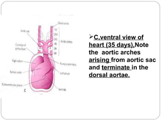 C,ventral view of
heart (35 days),Note
the aortic arches
arising from aortic sac
and terminate in the
dorsal aortae.

 
