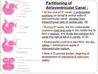 Partitioning of
Atrioventricular Canal :
At the end of 4th week, 2 endocardial
cushions on dorsal & ventral walls of
atrioventricular canal , develop from
mesenchymal cells of cardiac jelly. (B)
During 5th week, the AV- endocardial
cushions meet and unite in the middle line to
form a septum and divide the common A-V
canal into right & left A-V canals. (C,D)
Endocardial cushions also form the AVvalves + membranous septa of
interventricular septum.
Note in D,coronal section ,begining of
development of interatrial & intervent.
septa.

 