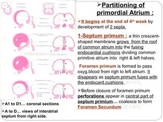 Partitioning of
primordial Atrium :
It begins at the end of 4th week by
development of 2 septa.

1-Septum primum : a thin crescentshaped membrane grows from the roof
of common atrium into the fusing
endocardial cushions dividing common
primitive atrium into right & left halves.
-Foramen primum is formed to pass
oxyg.blood from righ to left atrium. It
disapears as septum primum fuses with
the endocard.cushions,(A1-C1).

A1 to D1… coronal sections
A to D… views of interatrial
septum from right side.

Before closure of foramen primum ,
perforations appear in central part of
septum primium… coalesce to form
Foramen Secundum (C1-D1).

 