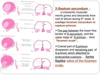 2-Septum secundum :
a crescentic muscular
memb.grows and descends from
roof of atrium during 5th week. It
overlaps foramen secondum in
septum primum .
The gap between the lower free
border of S.secundum and the
upper edge of S.primum… form
‘’foramen ovale’’.
Cranial part of S.primum
disappears and remaining part of
S.primum which attached to
endocardial cushions… forms

flaplike valve of the foramen
ovale.

 