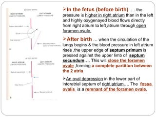 In the fetus (before birth) … the
pressure is higher in right atrium than in the left
and highly oxygenayed blood flows directly
from right atrium to left atrium through open
foramen ovale.

After birth … when the circulation of the
lungs begins & the blood pressure in left atrium
rises ,the upper edge of septum primum is
pressed against the upper limb of septum
secundum…. This will close the foramen
ovale ,forming a complete partition between
the 2 atria.
An oval depression in the lower part of
interatrial septum of right atrium…. The fossa
ovalis is a remnant of the foramen ovale.

 