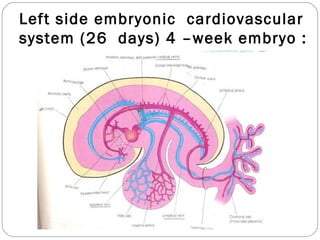 Left side embryonic cardiovascular
system (26 days) 4 –week embryo :

 