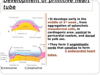 Development of primitive heart
tube
It develops early in the
middle of 3rd week , from
aggregation of splanchnic
mesodermal cells, in
cardiogenic area ,ventral to
pericardial coelom, and dorsal
to yolk sac.
They form 2 angioblastic
cords that canalize to form
2 endocardial heart
tubes.

B,transverse

C,longitudinal

 