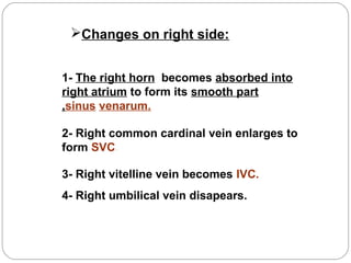 Changes on right side:
1- The right horn becomes absorbed into
right atrium to form its smooth part
,sinus venarum.
2- Right common cardinal vein enlarges to
form SVC.
3- Right vitelline vein becomes IVC.
4- Right umbilical vein disapears.

 