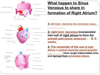 What happen to Sinus
Venosus to share in
formation of Right Atrium?
1- left horn becoms the coronary sinus.
2- right horn becomes incorporated
into wall of right atrium to form the
smooth part (sinus venarum)… B, 8weeks
3- The remainder of the wall of right
atrium + conical muscular pouch (auricle)
…..
have rough trabeculated area
and derived from primordial atrium.

 