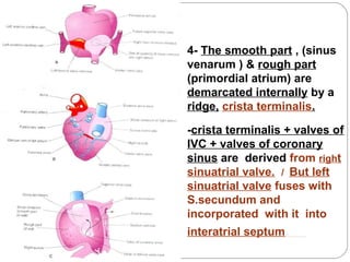 4- The smooth part , (sinus
venarum ) & rough part
(primordial atrium) are
demarcated internally by a
ridge, crista terminalis.
-crista terminalis + valves of
IVC + valves of coronary
sinus are derived from right
sinuatrial valve. / But left
sinuatrial valve fuses with
S.secundum and
incorporated with it into
interatrial septum.

 