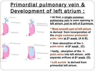 Primordial pulmonary vein &
Development of left atrium :
At first, a single common
pulmonary vein is seen opening in
left atrium ,just to left of S.primum.
Most smooth part of left atrium
is derived from incorporation of
the single common primordial
pulm. vein at 5th week, (A & B).
 then absorption of the 2pulm.veins at 6th week , (C).
lastly , aborption of the 4pulm.veins into left atrium , with
separate orifices at 8th week. (D).
Left auricle is derived from
primordial left atrium.

 