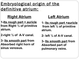 Embryological origin of the
definitive atrium:
Right Atrium

Left Atrium

1-Its rough part + auricle
from Right ½ of primitive
atrium.

1- Its rough part +auricle
from left ½ of primitive
atrium.

2-right ½ of A-V canal.

2- left ½ of A-V canal.

3- Its smooth part from
Absorbed right horn of
sinus venosus.

3- Its smooth part from
Absorbed part of
pulmonary veins.

 