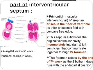 Development of muscular
part of interventricular
septum :
Primordial muscular
interventricular( IV )septum
arises in the floor of ventricle ,
as thick crescentic fold with
concave free edge.

A-sagittal section 5th week.
Coronal section.6th week.

This septum subdivides the
original ventricular cavity
incompletely into right & left
ventricles that communicate
together through IV foramen.

This foramen closes by the end
of 7th week as the 2 bulbar ridges
fuse with the endocadial cushion.

 