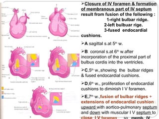 Closure of IV foramen & formation
of membranous part of IV septum
result from fusion of the following :
1-right bulbar ridge.
2-left bulbuar rige.
3-fused endocardial
cushions.
A,sagittal s.at 5th w.
B, coronal s.at 6th w.after
incorporation of the proximal part of
bulbus cordis into the ventricles.
C,5th w.,showing the bulbar ridges
& fused endocardial cushions.
D,6th w., proliferation of endocardial
cushions to diminish I V foramen.
E,7th w.,fusion of bulbar ridges +
extensions of endocardial cushions
upward with aortico-pulmonary septum
and down with muscular I V septum to

 