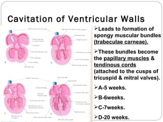 Cavitation of Ventricular Walls
Leads to formation of
spongy muscular bundles
(trabeculae carneae).
These bundles become
the papillary muscles &
tendinous cords
(attached to the cusps of
tricuspid & mitral valves).
A-5 weeks.
B-6weeks.
C-7weeks.
D-20 weeks.

 