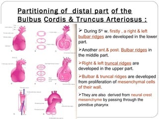 Partitioning of distal part of the
Bulbus Cordis & Truncus Arteriosus :
 During 5th w. firstly , a right & left
bulbar ridges are developed in the lower
part.
Another ant.& post. Bulbar ridges in
the middle part.
Right & left truncal ridges are
developed in the upper part.
Bulbar & truncal ridges are developed
from proliferation of mesenchymal cells
of their wall.
They are also derived from neural crest
mesenchyme by passing through the
primitive pharynx

 