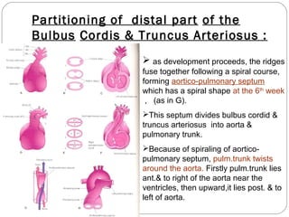 Partitioning of distal part of the
Bulbus Cordis & Truncus Arteriosus :
 as development proceeds, the ridges
fuse together following a spiral course,
forming aortico-pulmonary septum
which has a spiral shape at the 6th week
, (as in G).
This septum divides bulbus cordid &
truncus arteriosus into aorta &
pulmonary trunk.
Because of spiraling of aorticopulmonary septum, pulm.trunk twists
around the aorta. Firstly pulm.trunk lies
ant.& to right of the aorta near the
ventricles, then upward,it lies post. & to
left of aorta.

 