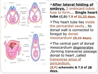 After lateral folding of
embryo, 2 endocard.tubes
fuse to form…. Single heart
tube (C,D) T.S of 21,22 days.
This heart tube lies inside
the pericardial cavity , its
dorsal wall is connected to
foregut by dorsal
mesocardium (D,22 days).
The central part of dorsal
mesocardium degenerates
,forming transverse passage
dorsal to heart ,called
transverse sinus of
pericardium,
(E,F) schematic & T.S of 28
days.

 
