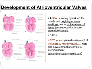 Development of Atrioventricular Valves
A,5thw.,showing right & left AV
canals and begining of valve
swellings due to proliferations of
tissue (subendocardial tissue)
around AV canals.
B,6th w.
C,7th w. complete development of
tricuspid & mitral valves….. Note
also development of complete
interventricular
septum(muscular+memb.part)

 