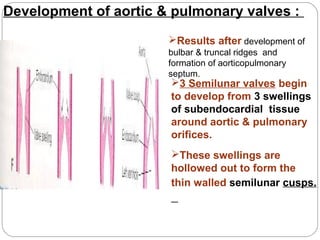 Development of aortic & pulmonary valves :
Results after development of
bulbar & truncal ridges and
formation of aorticopulmonary
septum.

3 Semilunar valves begin
to develop from 3 swellings
of subendocardial tissue
around aortic & pulmonary
orifices.
These swellings are
hollowed out to form the
thin walled semilunar cusps.

 
