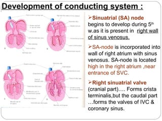Development of conducting system :
Sinuatrial (SA) node
begins to develop during 5th
w.as it is present in right wall
of sinus venosus.
SA-node is incorporated into
wall of right atrium with sinus
venosus. SA-node is located
high in the right atrium ,near
entrance of SVC.
Right sinuatrial valve
(cranial part)…. Forms crista
terminalis,but the caudal part
…forms the valves of IVC &
coronary sinus.

 