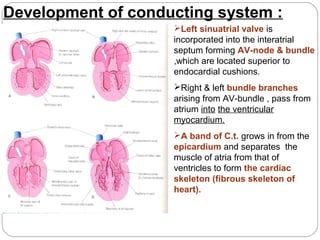 Development of conducting system :
Left sinuatrial valve is
incorporated into the interatrial
septum forming AV-node & bundle
,which are located superior to
endocardial cushions.
Right & left bundle branches
arising from AV-bundle , pass from
atrium into the ventricular
myocardium.
A band of C.t. grows in from the
epicardium and separates the
muscle of atria from that of
ventricles to form the cardiac
skeleton (fibrous skeleton of
heart).

 
