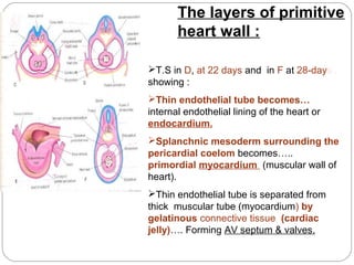 The layers of primitive
heart wall :
T.S in D, at 22 days and in F at 28-days ,
showing :
Thin endothelial tube becomes…
internal endothelial lining of the heart or
endocardium.
Splanchnic mesoderm surrounding the
pericardial coelom becomes…..
primordial myocardium (muscular wall of
heart).
Thin endothelial tube is separated from
thick muscular tube (myocardium) by
gelatinous connective tissue (cardiac
jelly)…. Forming AV septum & valves.

 