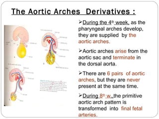 The Aortic Arches Derivatives :
During the 4th week, as the
pharyngeal arches develop,
they are supplied by the
aortic arches.
Aortic arches arise from the
aortic sac and terminate in
the dorsal aorta.
There are 6 pairs of aortic
arches, but they are never
present at the same time.
During 8th w.,the primitive
aortic arch pattern is
transformed into final fetal
arteries.

 