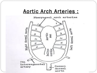 Aortic Arch Arteries :

 