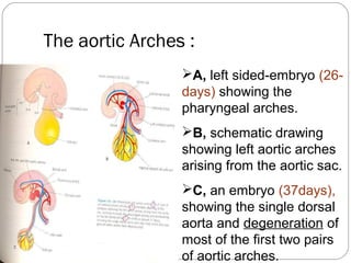 The aortic Arches :
A, left sided-embryo (26days) showing the
pharyngeal arches.
B, schematic drawing
showing left aortic arches
arising from the aortic sac.
C, an embryo (37days),
showing the single dorsal
aorta and degeneration of
most of the first two pairs
of aortic arches.

 