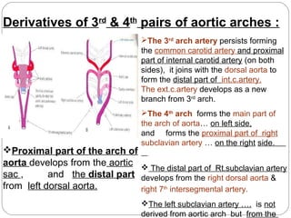 Derivatives of 3rd & 4th pairs of aortic arches :
The 3rd arch artery persists forming
the common carotid artery and proximal
part of internal carotid artery (on both
sides), it joins with the dorsal aorta to
form the distal part of int.c.artery.
The ext.c.artery develops as a new
branch from 3rd arch.
The 4th arch forms the main part of
the arch of aorta… on left side,
and forms the proximal part of right
subclavian artery … on the right side.

Proximal part of the arch of
aorta develops from the aortic 
The distal part of Rt.subclavian artery
sac ,
and the distal part develops from the right dorsal aorta &
from left dorsal aorta.
right 7th intersegmental artery.
The left subclavian artery …. is not
derived from aortic arch but from the

 