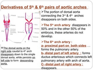 Derivatives of 5th & 6th pairs of aortic arches :
The portion of dorsal aorta
connecting the 3rd & 4th arches
disappears on both sides.
The 5th arch artery disappears in
50% and in the other 50% of the
embryos, these arteries do not
develop.

The dorsal aorta on the
right side caudal to 4th arch
disappears down to the single
dorsal aorta, while persists on
left side to form descending
aorta.

The 6th arch artery :
a- proximal part on both sides …
forms the pulmonary artery.
b- distal part of left artery : forms
ductus arteriosus which connects left
pulmonary artery with arch of aorta.
C- distal part of right artery :
disappears.

 