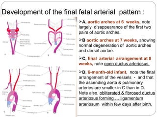 Development of the final fetal arterial pattern :
A, aortic arches at 6 weeks, note
largely disappearance of the first two
pairs of aortic arches.
B,aortic arches at 7 weeks, showing
normal degeneration of aortic arches
and dorsal aortae.
C, final arterial arrangement at 8
weeks, note open ductus arteriosus.
D, 6-month-old infant, note the final
arrangement of the vessels - and that
the ascending aorta & pulmonary
arteries are smaller in C than in D.
Note also, obliterated & fibrosed ductus
arteriosus forming … ligamentum
arteriosum within few days after birth.

 